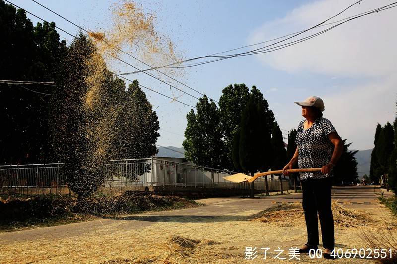 "掠子" 割麦神器 晋南垣曲传统麦收工具
