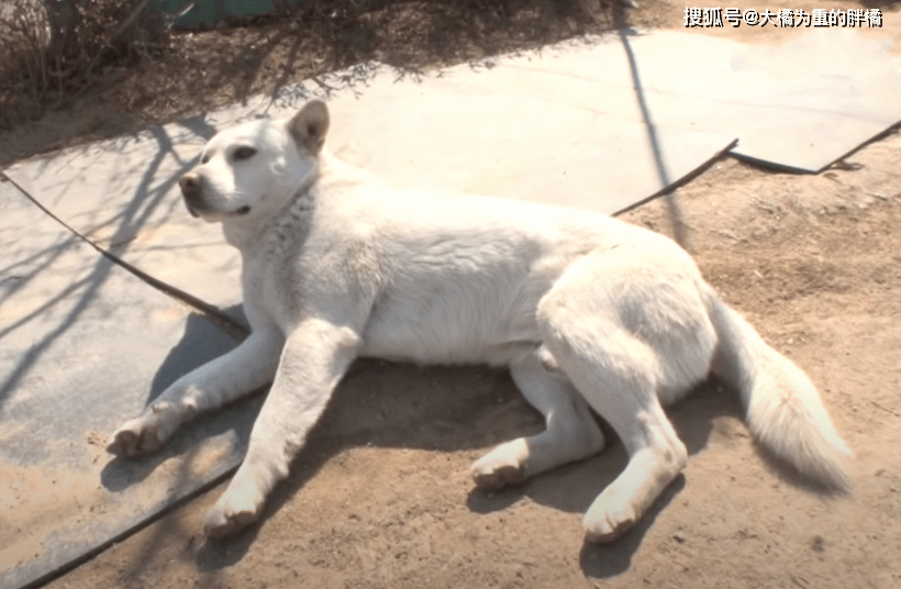 原创白狗流浪不怕饿,街上垃圾它不吃,却找家犬分食,很会"处世"!