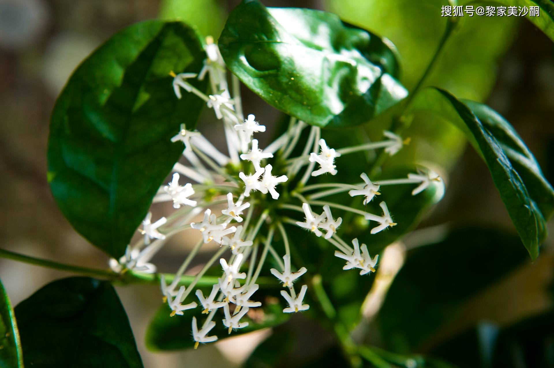 【初见溜溜的她】