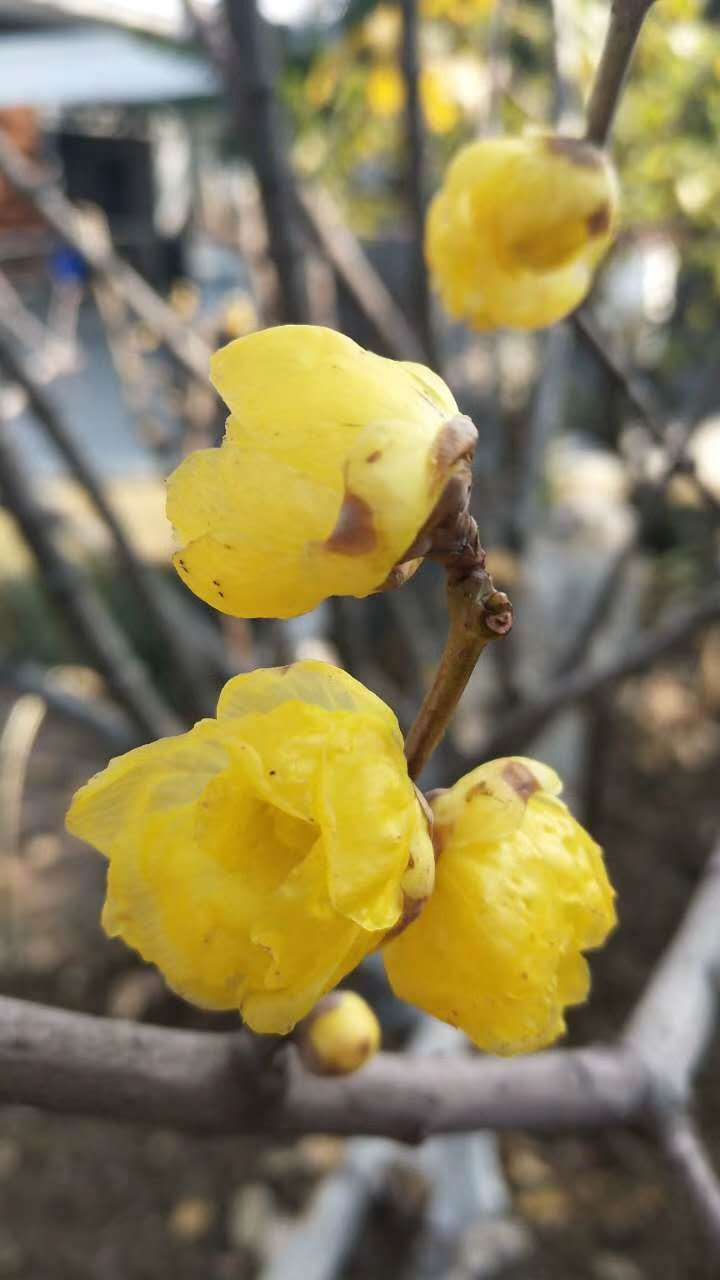 花木文化琐谈之二十五中国的国花国树是什么