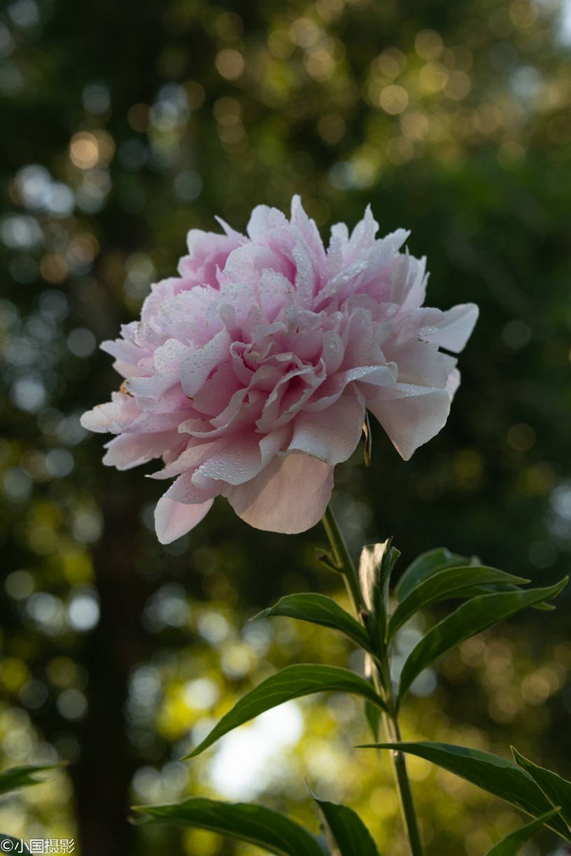 花卉摄影欣赏:花中宰相,跟牡丹有点像,是花中品格的典范