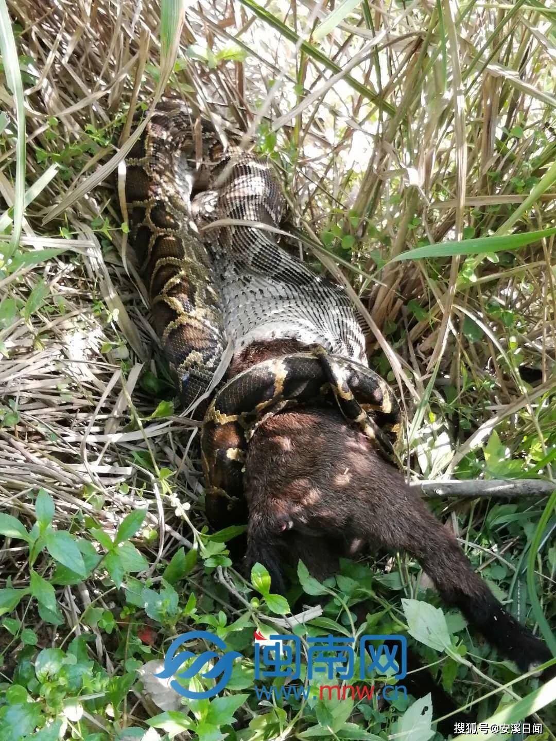 安溪惊现大蟒蛇吞了半只羊.