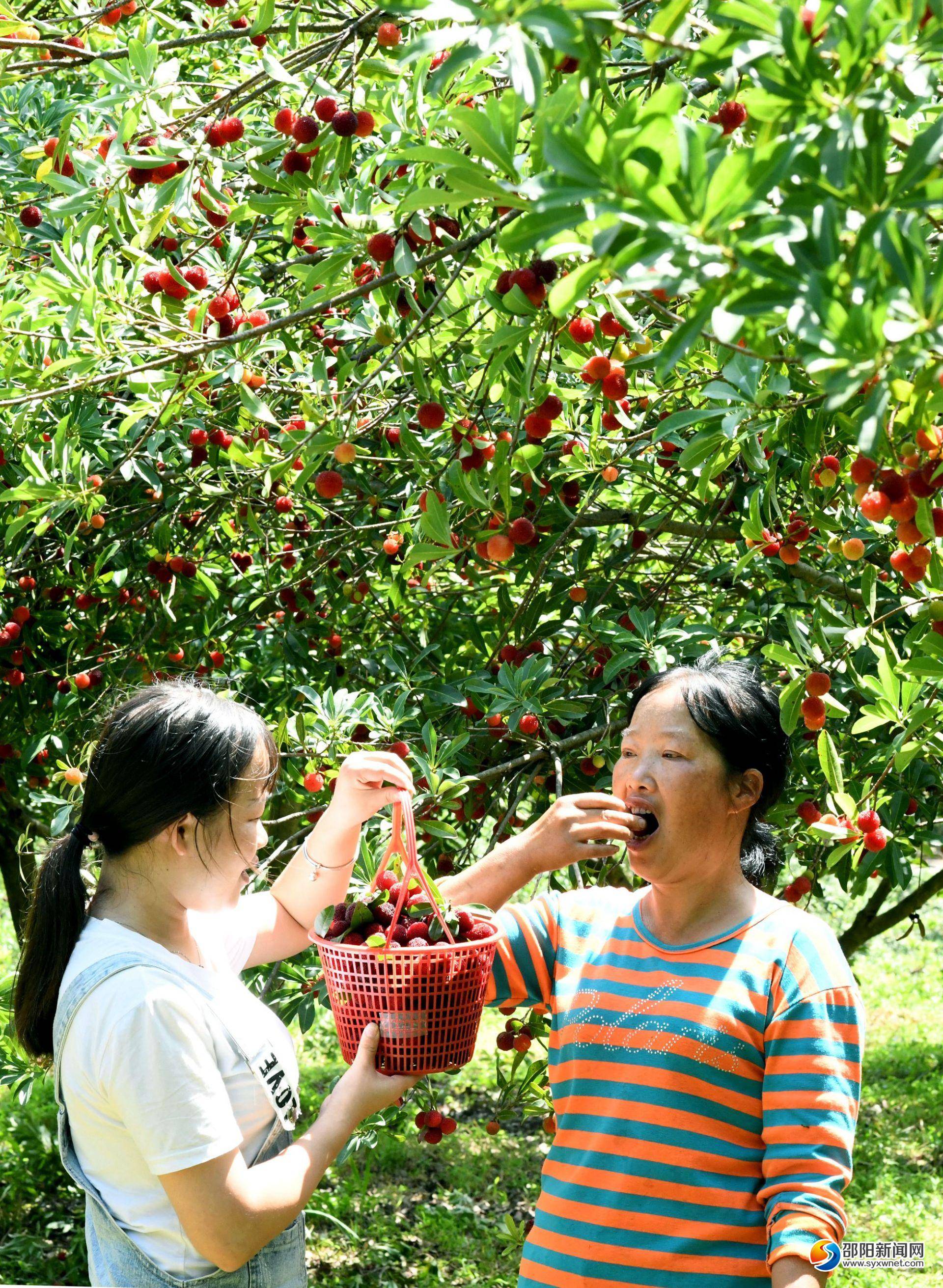 城步:扶贫乌梅助农增收