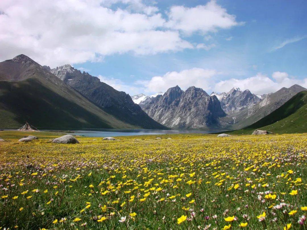 在日本富士山下赏樱既视感还有雪山花海的绝妙组合最全川西花季时间表