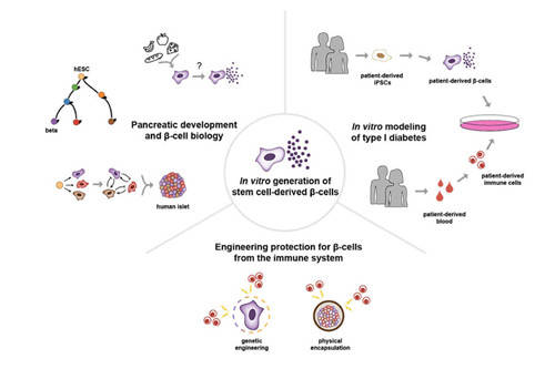 免疫系统认出病原体,发出错误的讯息,导致身体的b细胞分泌过量的抗体