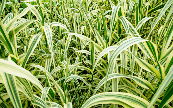 水生植物誌|蘆竹