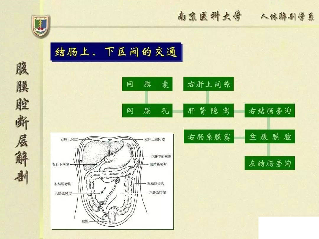 【解剖】腹膜及腹膜腔(经典讲解汇总)