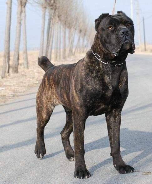 原创如何给我们伴侣犬找个好"保镖",这几个壮汉绝对可以保护它!