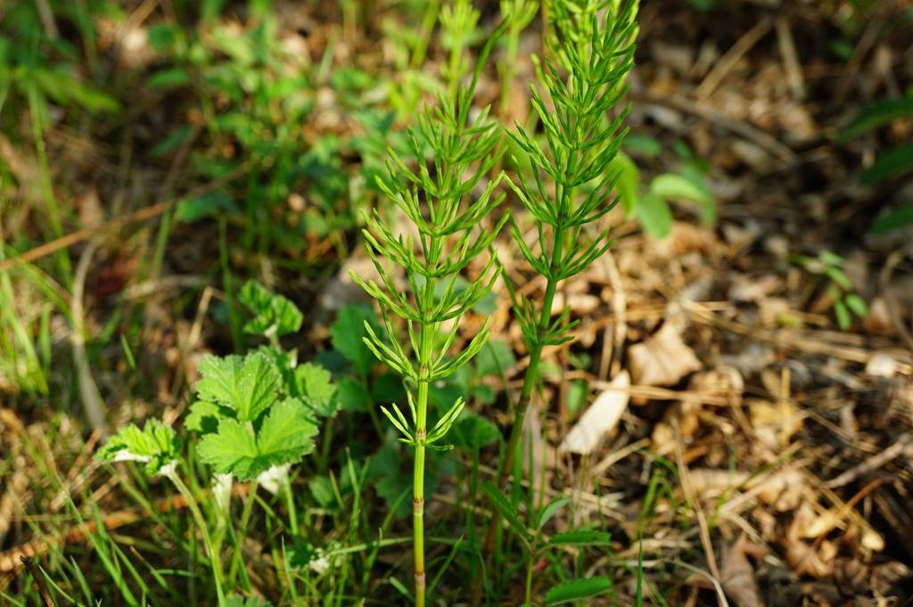 原创嫩芽是极品野菜,还能从土壤中吸收黄金,却被农民称作"缺德草"