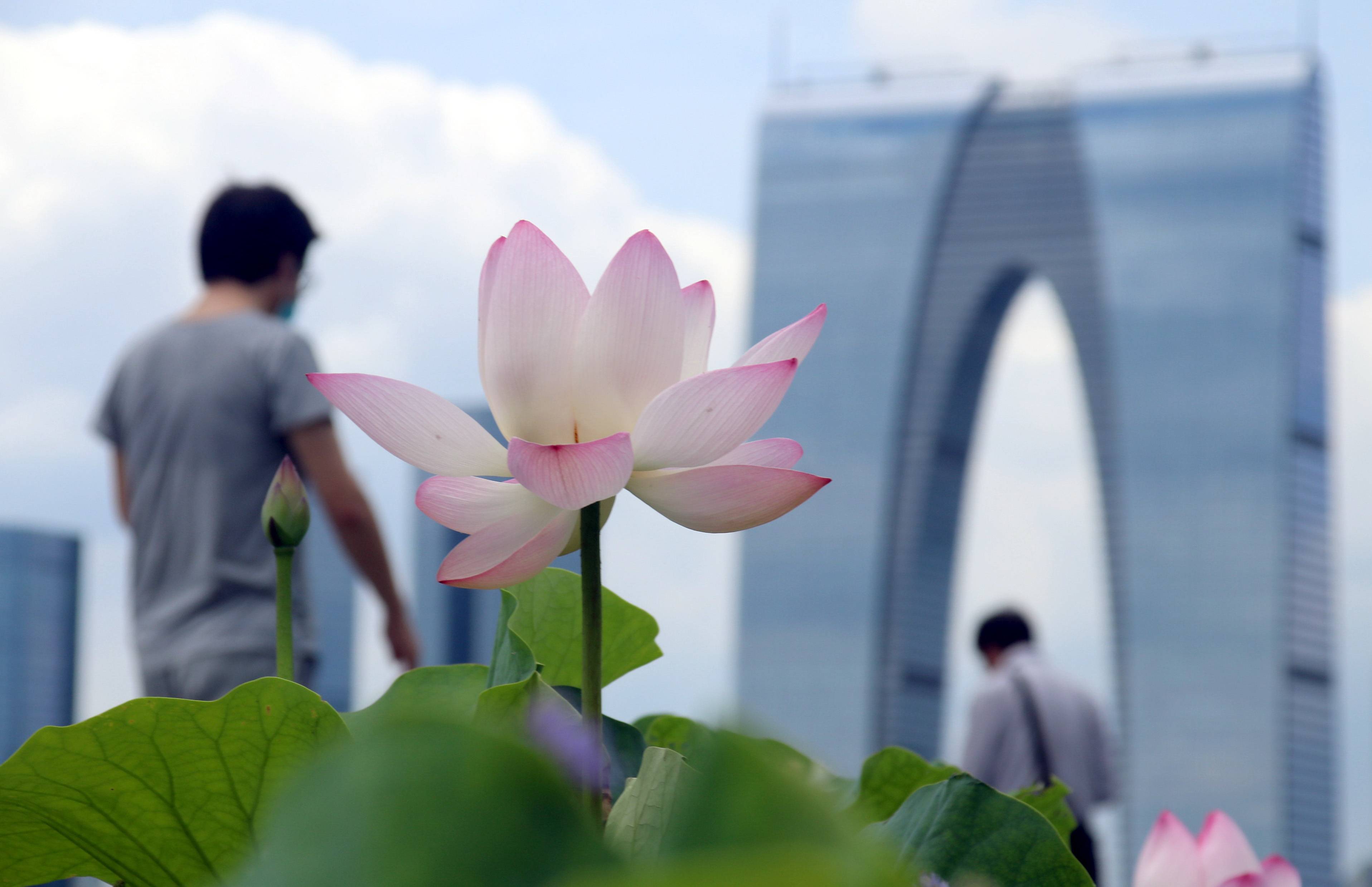 江苏苏州:金鸡湖畔荷花绽放