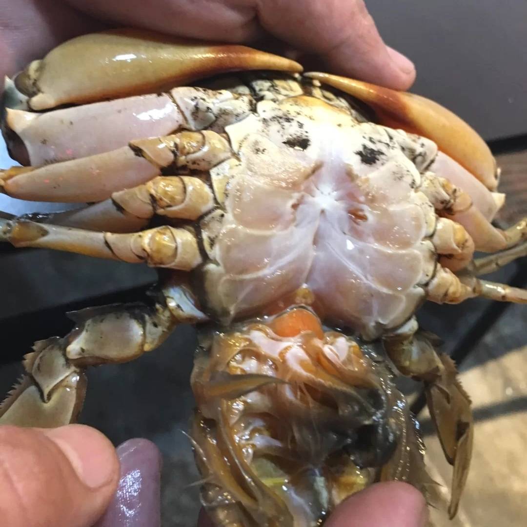 原创它被称为"蟹中之王",想吃还得靠运气,饕客:鲜味无可超越