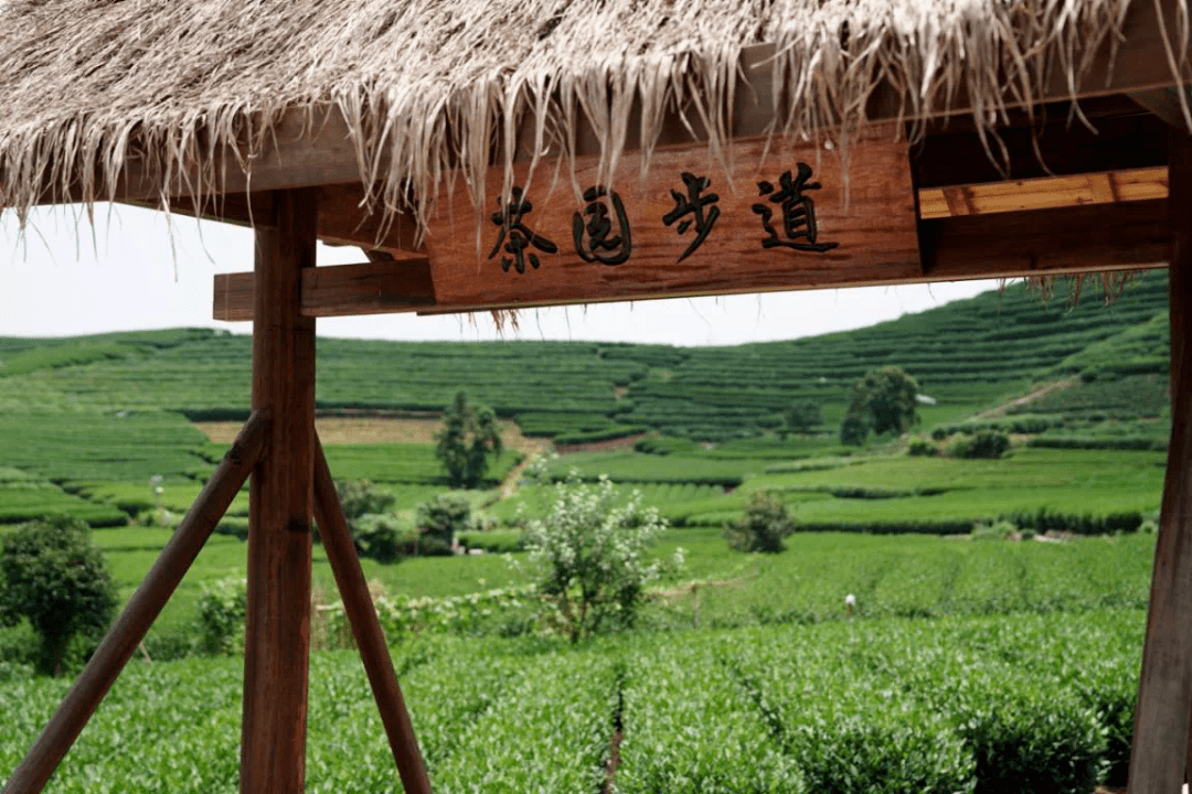 hi茶理少年,你的夏天可以这样与众不同|龙坞茶镇中华小茶人暑期