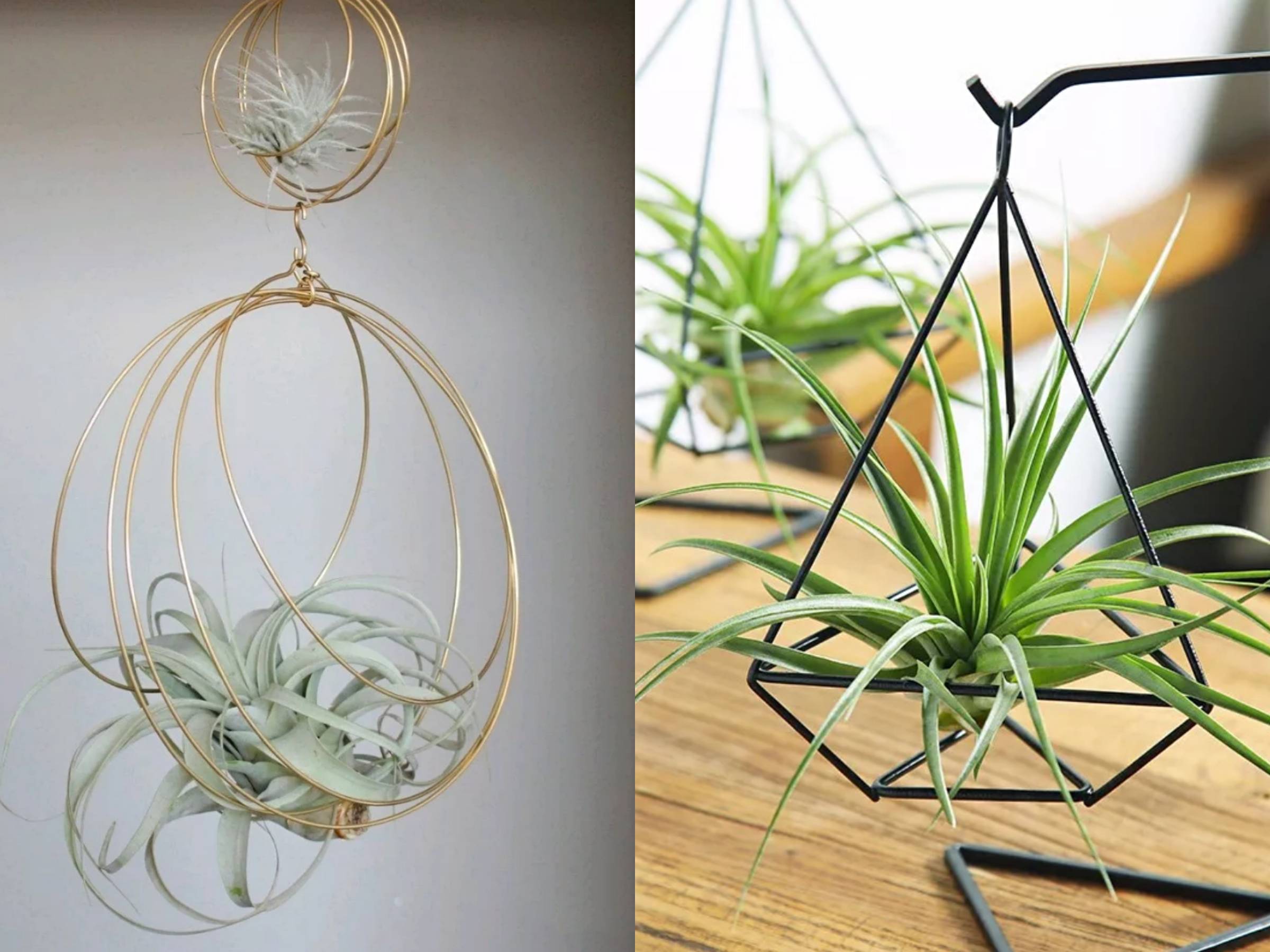 它就是——空气凤梨!