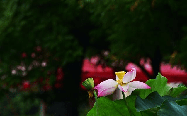 這裡的蓮花與世無爭,平添了幾分人間煙火氣息.