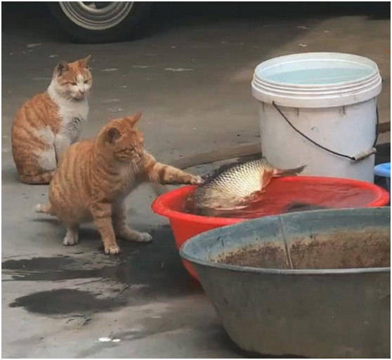 原创橘猫看到盆里有鱼,伸出爪子想偷吃,发现主人出来后立刻收手!