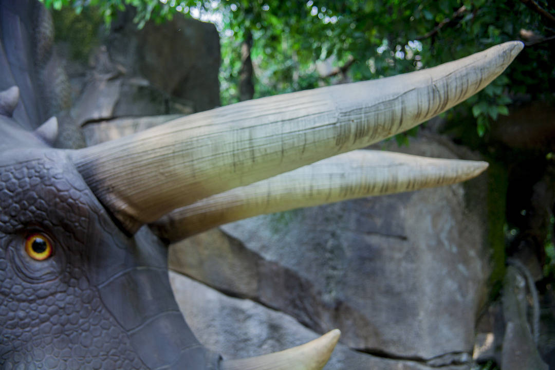 咦,这里发现了三角龙留下的脚印,成功找到它!