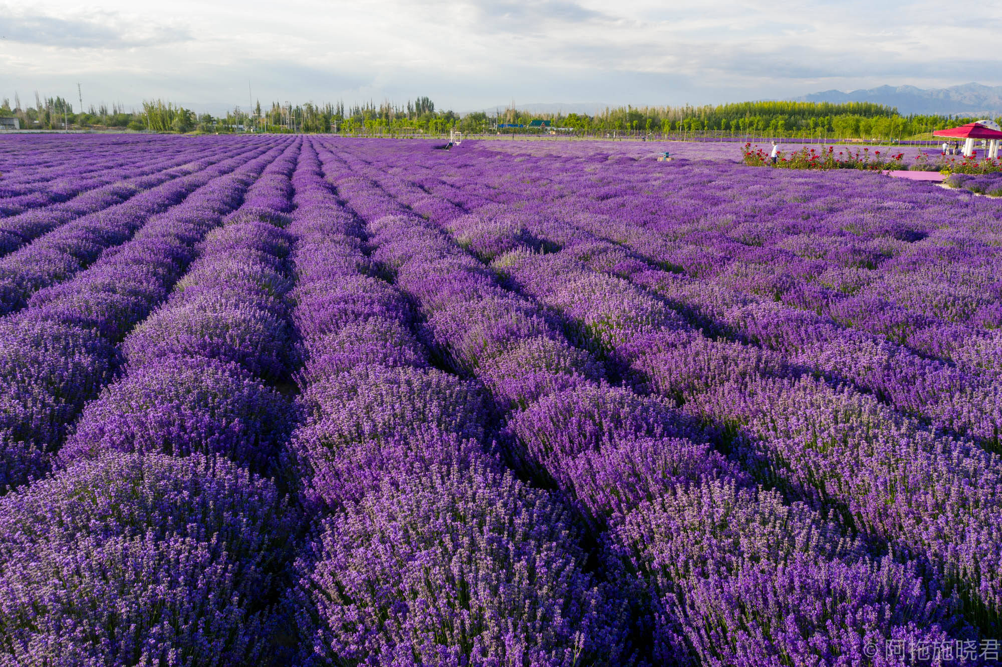 无人机飞起来,一大片的薰衣草,可惜的是并没有给自己航拍到好看的视频