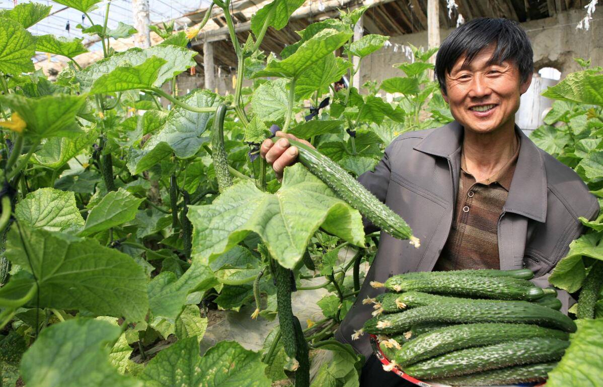 黄瓜种植技术:教你一招,黄瓜每天摘不完,早看早知道!_手机搜狐网