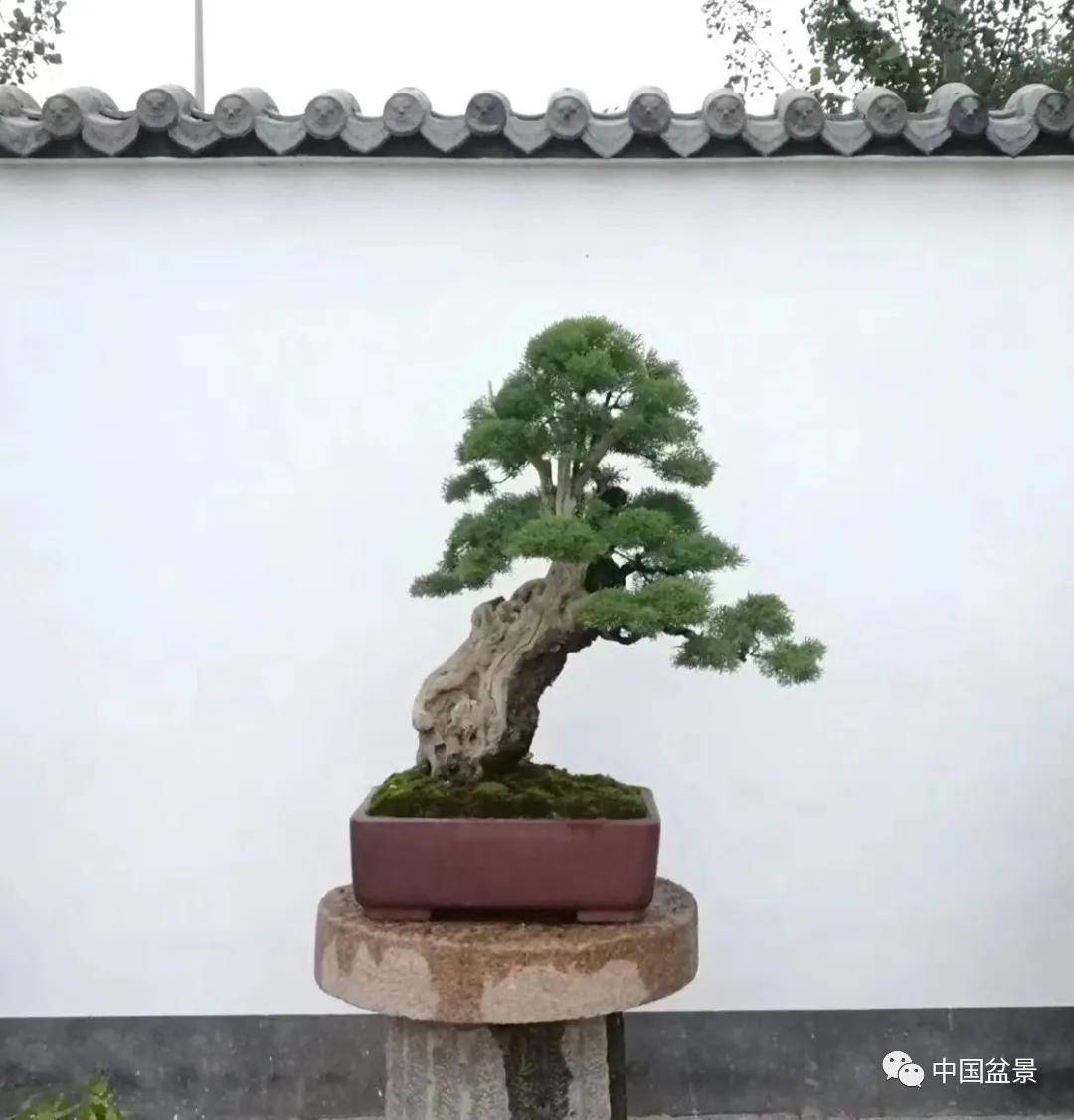 柽柳,又名三春柳,西湖柳,观音柳等,喜水耐阴,生长季节缺水很容易死亡