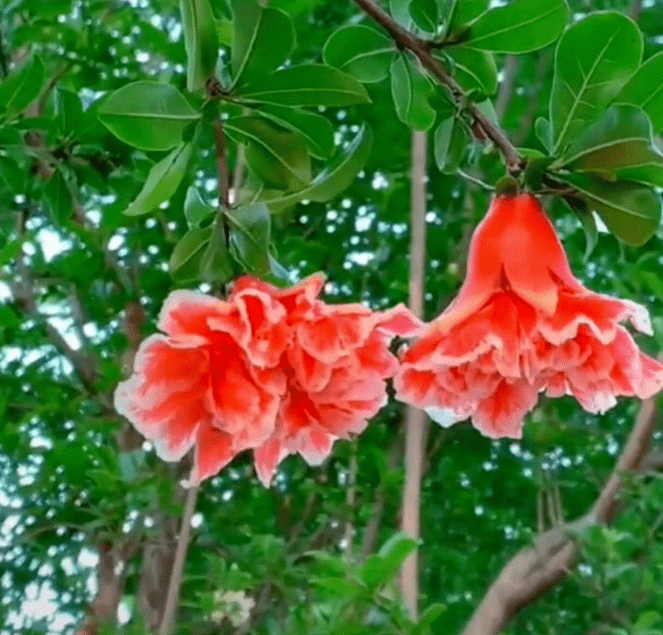 家裡種一棵石榴樹開花紅紅火火寓意特別好