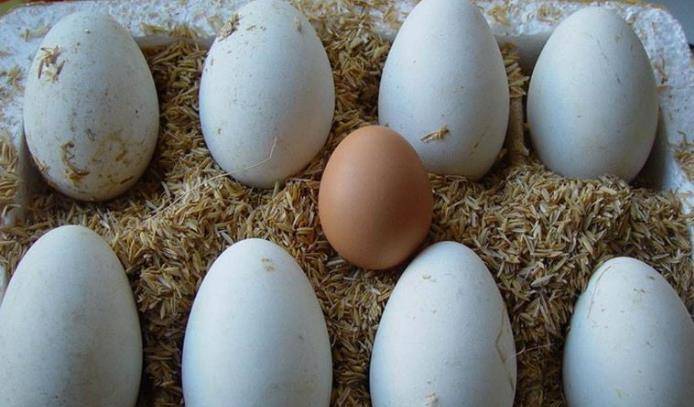 看过鹅蛋的人都发现鹅蛋的个头比鸡蛋和鸭蛋要大的多,而且鹅蛋的营养