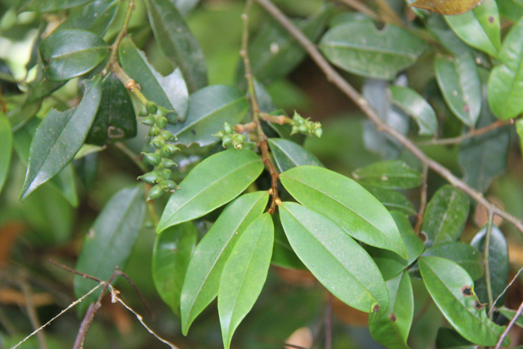 庆元植物1173-木兰科-含笑属-野含笑