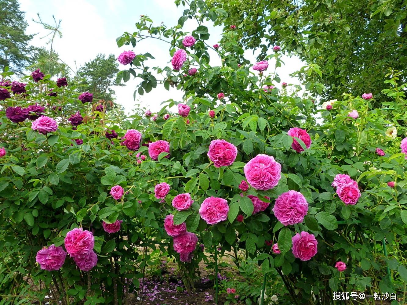 玫瑰花的生长环境图片