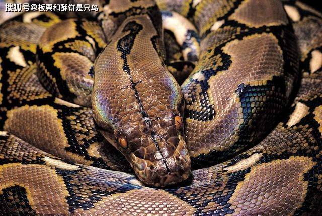 原创现代蟒蛇体型直逼史前生物生活在原始森林中身体被人斩下四米