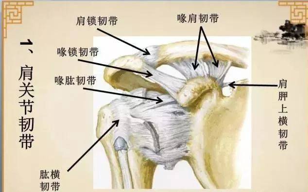 肩关节的韧带有哪些图片