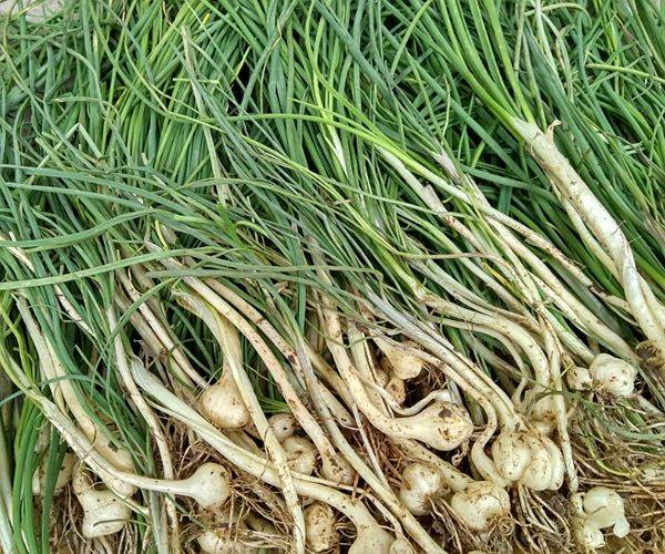 野葱有通阳活血,排毒解毒,出汗排毒等;主治冷热轻度疾病,肿疮毒,痢疾