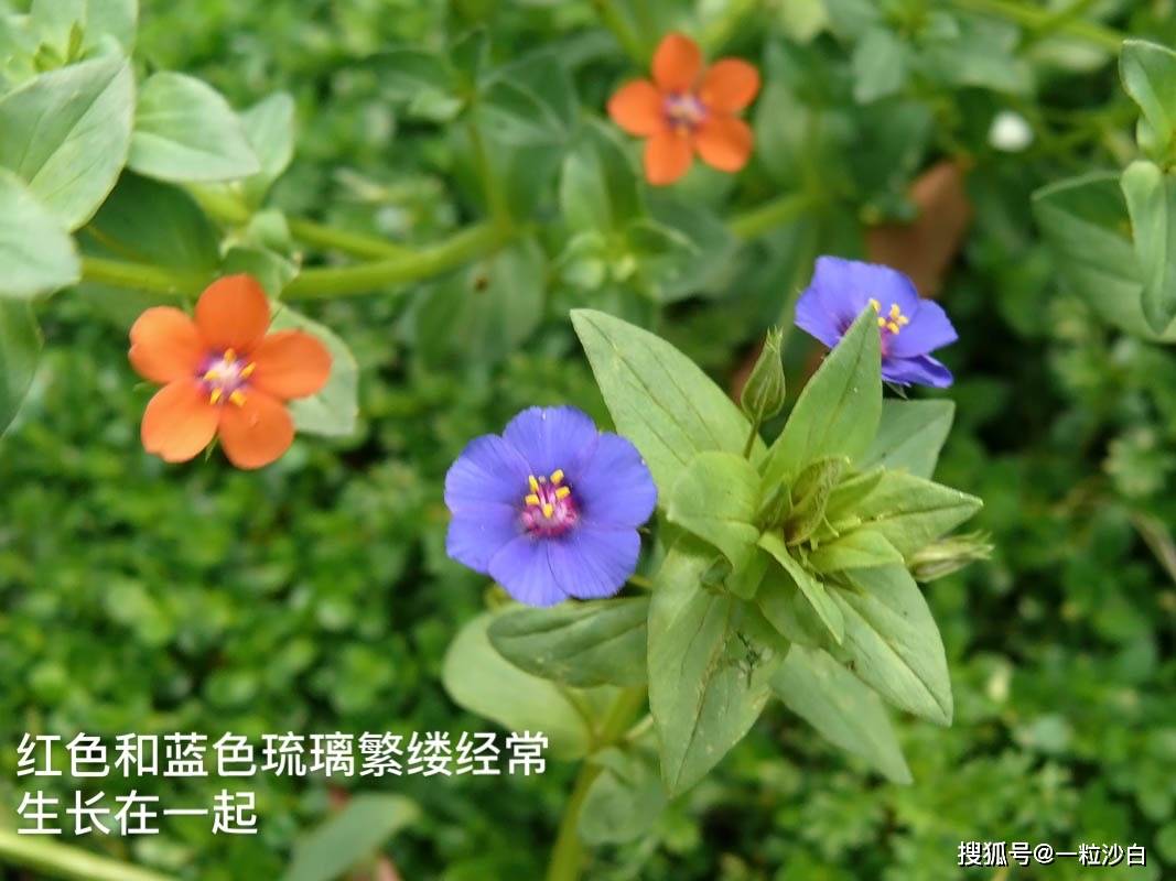 蓝繁缕花语(蓝花琉璃繁缕花语)