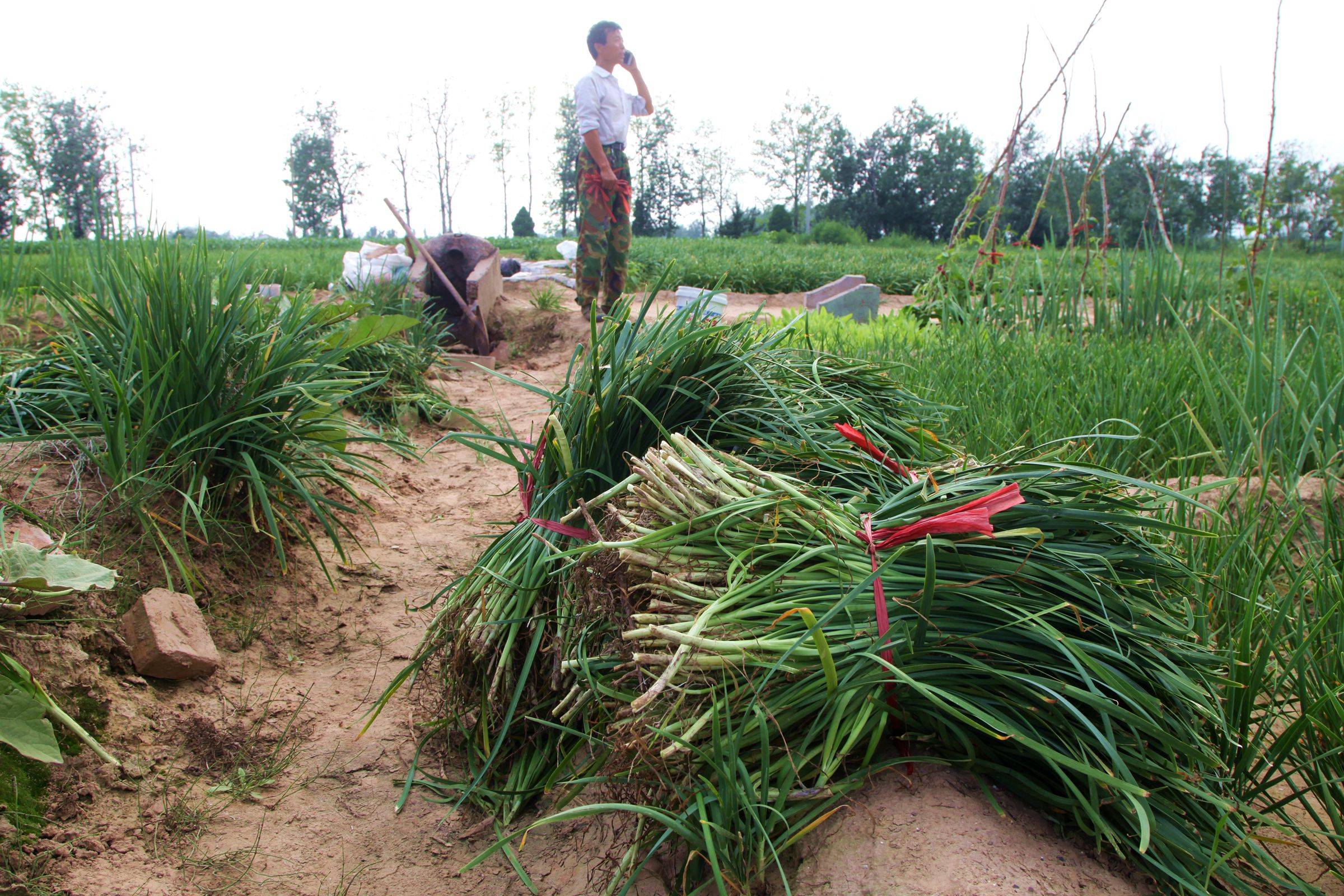 山西农村黄河滩上韭菜收割后,有人腌菜有人喂羊,看咋回事