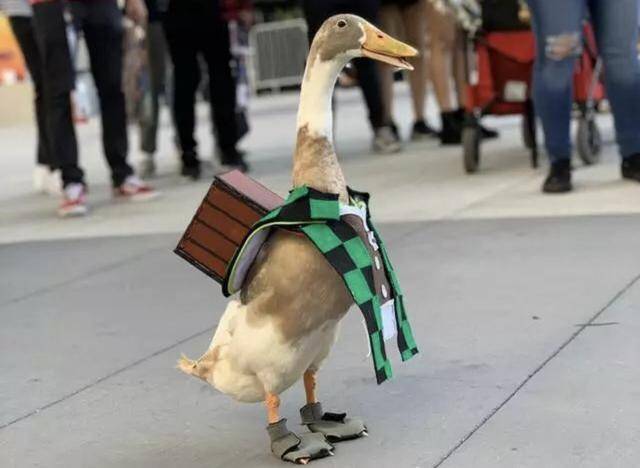 《鬼灭之刃》真人cos有很多,可你见过动物cos的版本吗?_猫咪