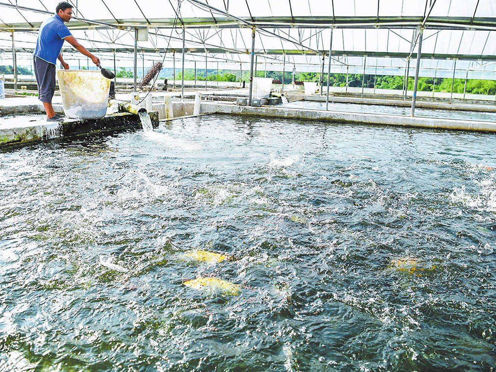 此鱼一年一死,天生自带西瓜香味,最重不过2两,市场50元一斤_养殖