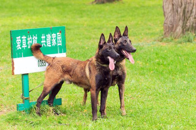 四,拉布拉多犬