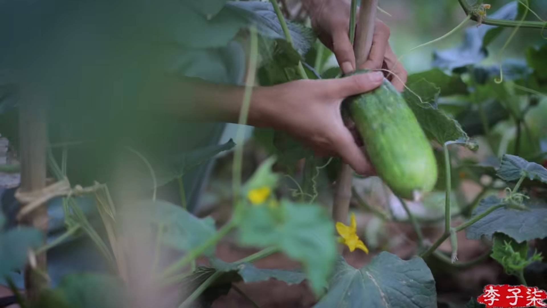 原創李子柒安利夏日美食,不經意曝光的菜園,比美食本身更吸引