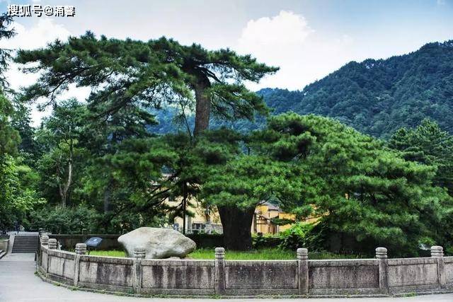 凤凰古松不但历史悠久,背后还有一段美丽的传说: 相传在南北朝时候