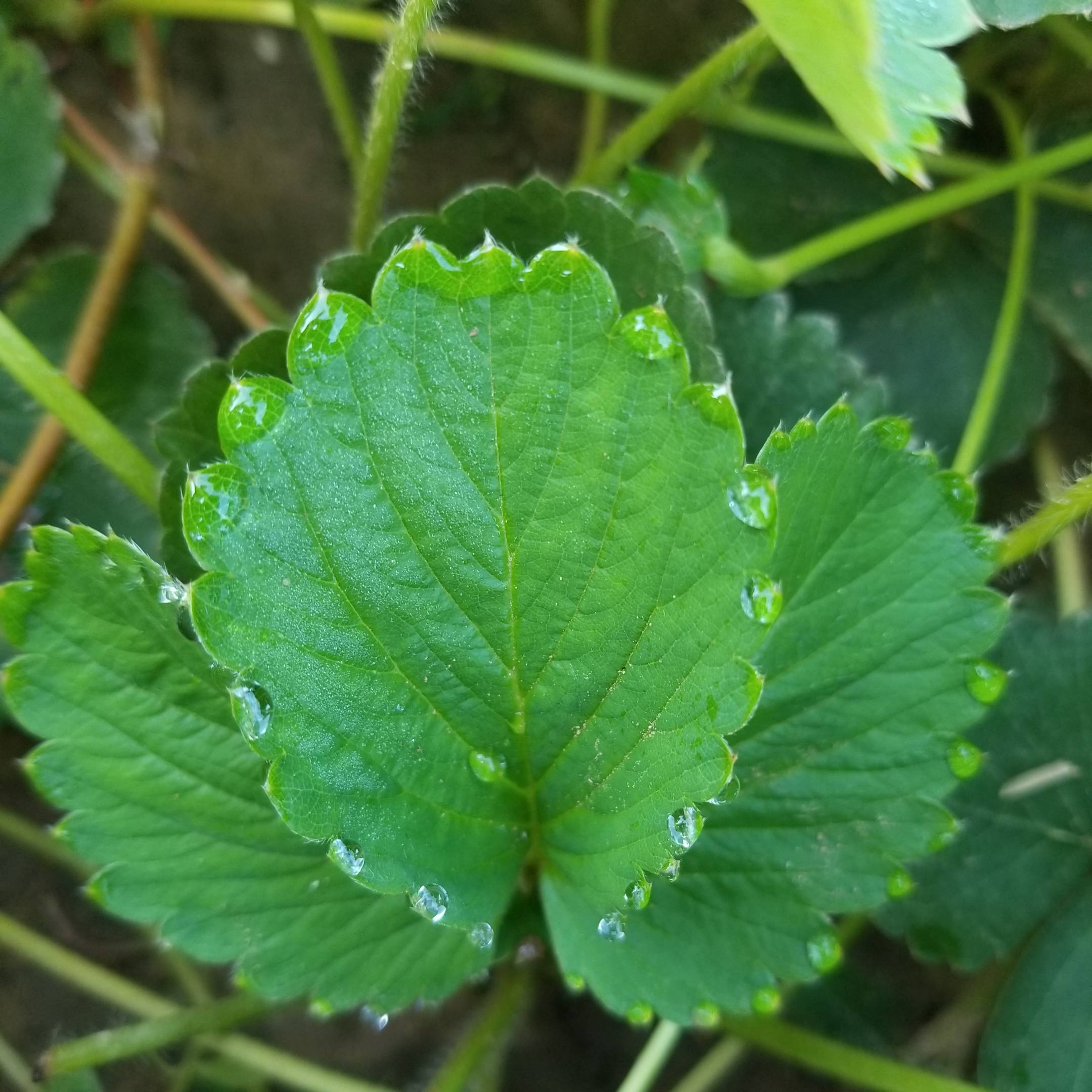 红颜草莓苗介绍