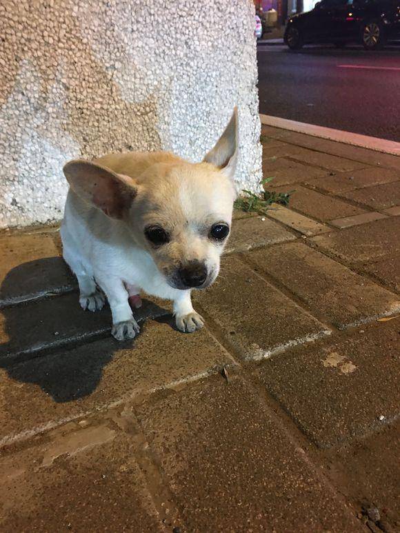 流浪狗找不到回家的路躲在角落里瑟瑟发抖,小家伙模样令人心酸