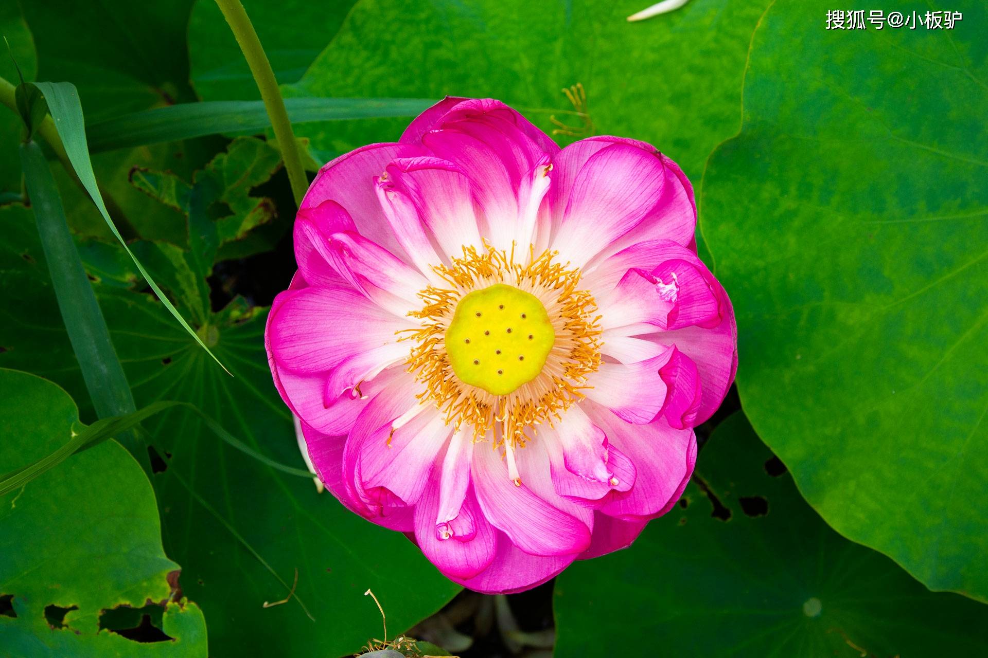 这个夏天有点热 荷花特写(三)