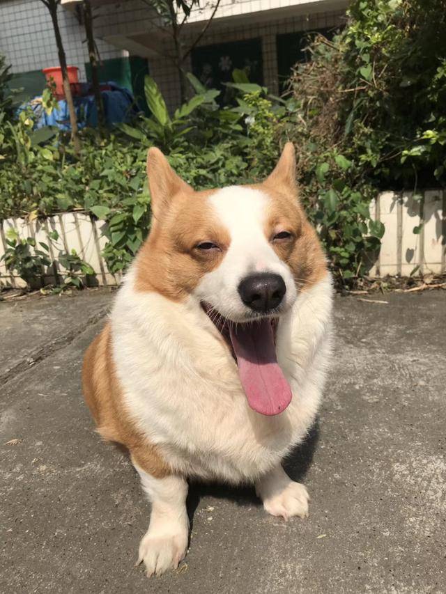 主人嫌弃狗狗太胖,以为送去农村能减肥,谁知2月后看到狗胖成猪