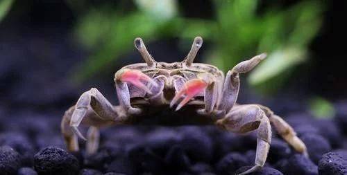 让我告诉你,螃蟹为何横行走路,眼睛能上下伸缩,和不停地吐泡泡