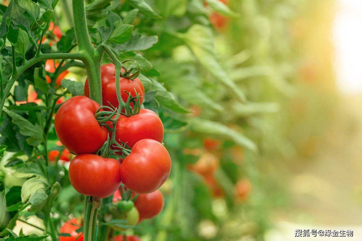成都绿金健康栽培技术益植生在番茄上的应用案例