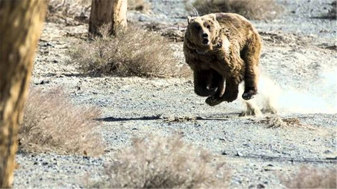 原创蒙古发现戈壁熊藏在羊群中后脚掌与人相似不到100只濒临灭绝
