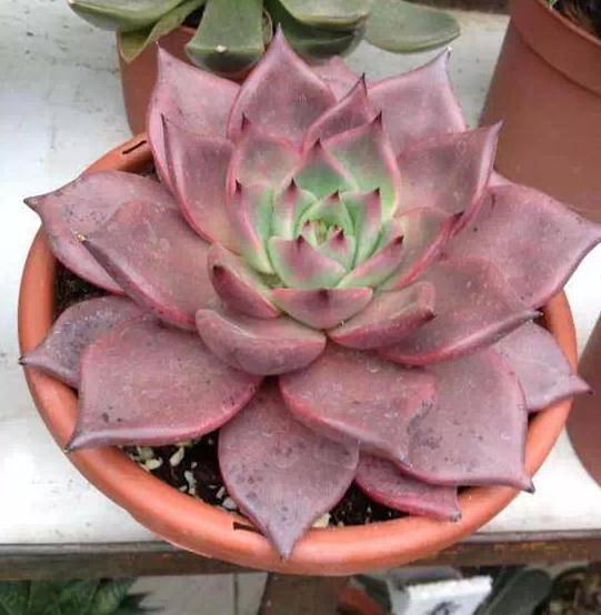 原创养星座多肉天箭座如何盆栽叶肥花美这样办好养又好看