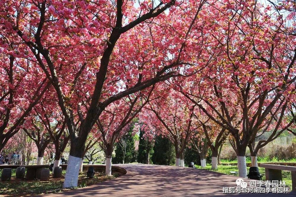 说起樱花很多人会想到日本看到紫荆树会不会想起中国