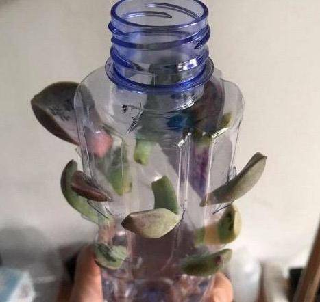 原创家有多肉盆栽想要尝试扦插生根就跟着学学3条捷径