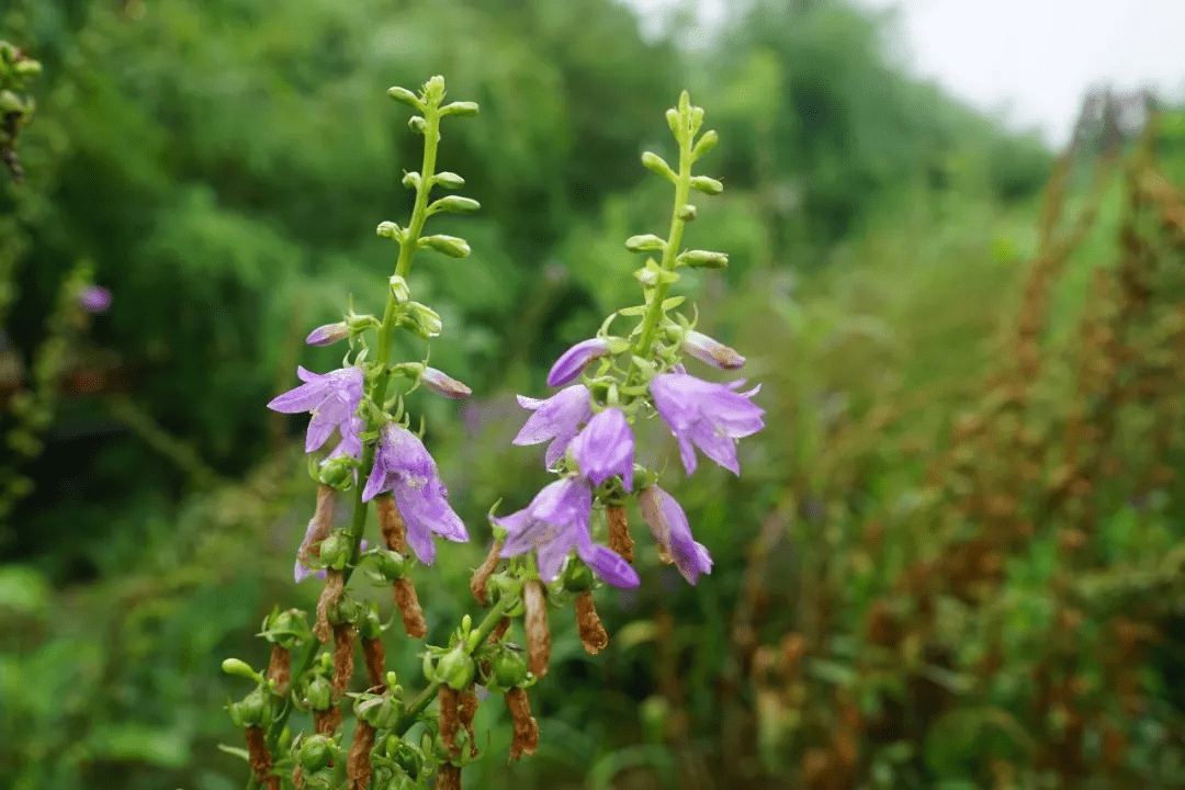 南沙参花图片