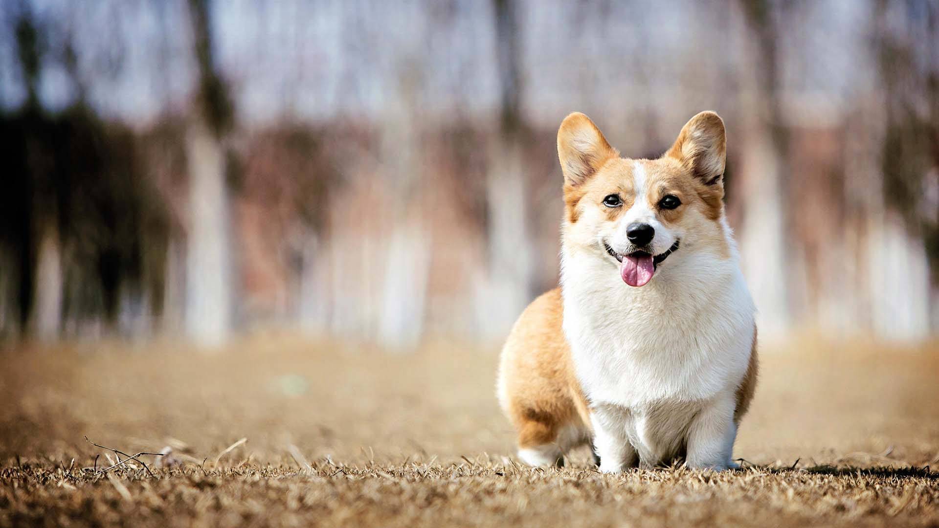 柯基犬图片大全壁纸图片