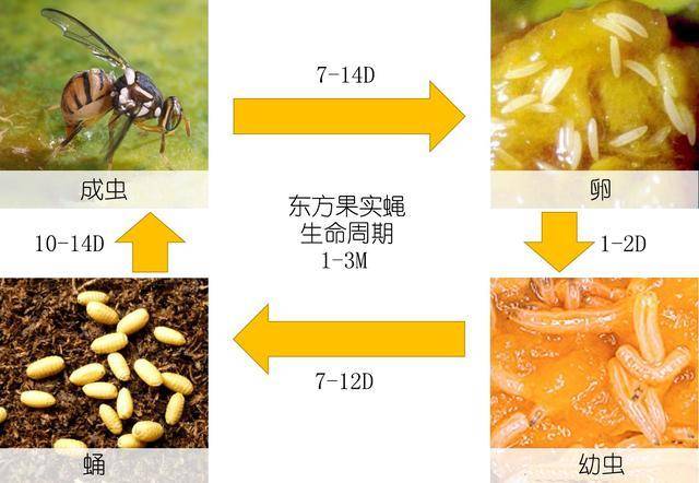 东方果实蝇还有一种果蝇——黑腹果蝇(common fruit fly),学名